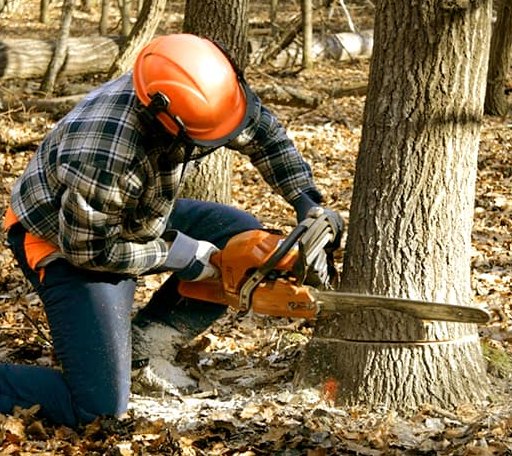 Tree Removal in Gatlinburg, TN
